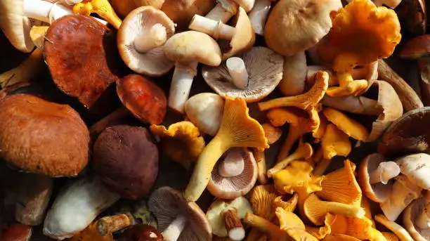 Mushrooms as an Alternative to Meat: A Nutritious, Sustainable, and Flavorful Choice